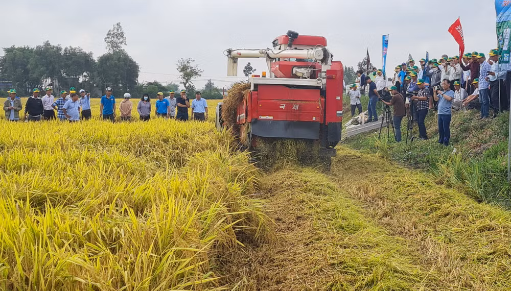 Thu hoạch lúa bằng máy máy gặt tuốt liên hợp kết hợp băm rơm rạ