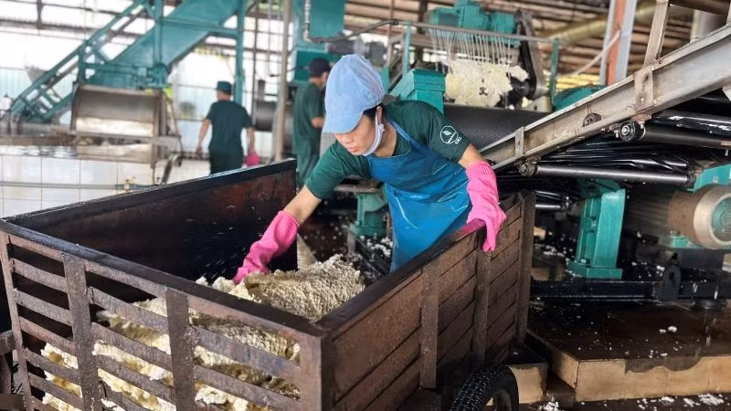 Công nhân chế biến mủ cao-su tại Công ty Cao-su Chư Sê.