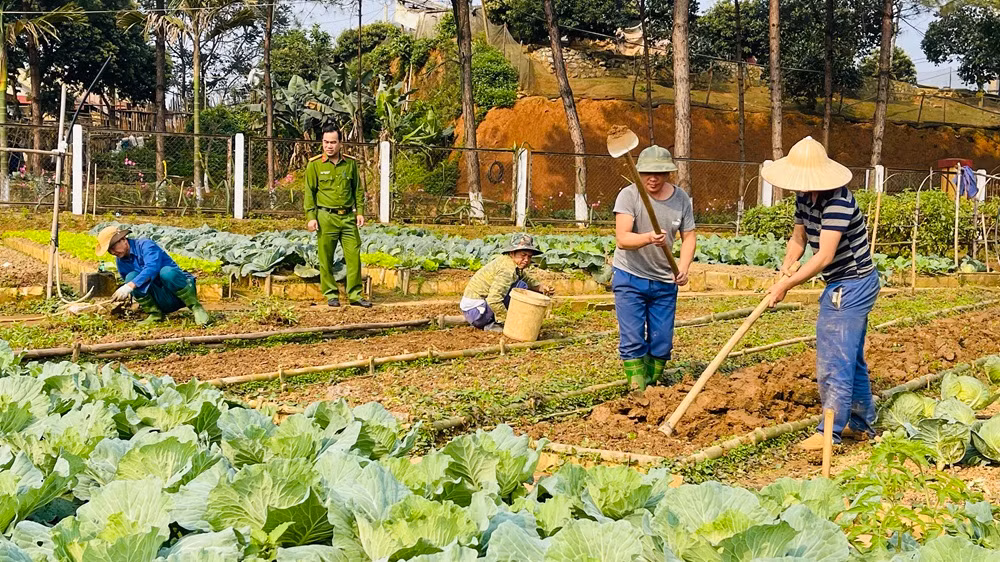 Sản xuất rau xanh tại cơ sở.