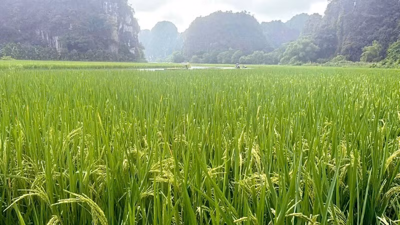 Loại lúa được chọn để tạo hình bức tranh khổng lồ ở Tam Cốc là giống Thái Xuyên, hiện đang được người dân chăm sóc kỹ để cây lúa phát triển tốt nhất.