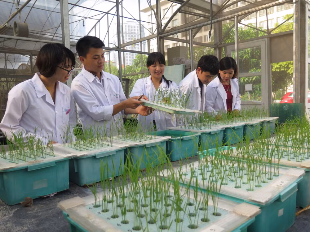 Đánh giá tính chịu mặn của tập đoàn lúa bản địa Việt Nam tại Viện Di truyền Nông nghiệp.
