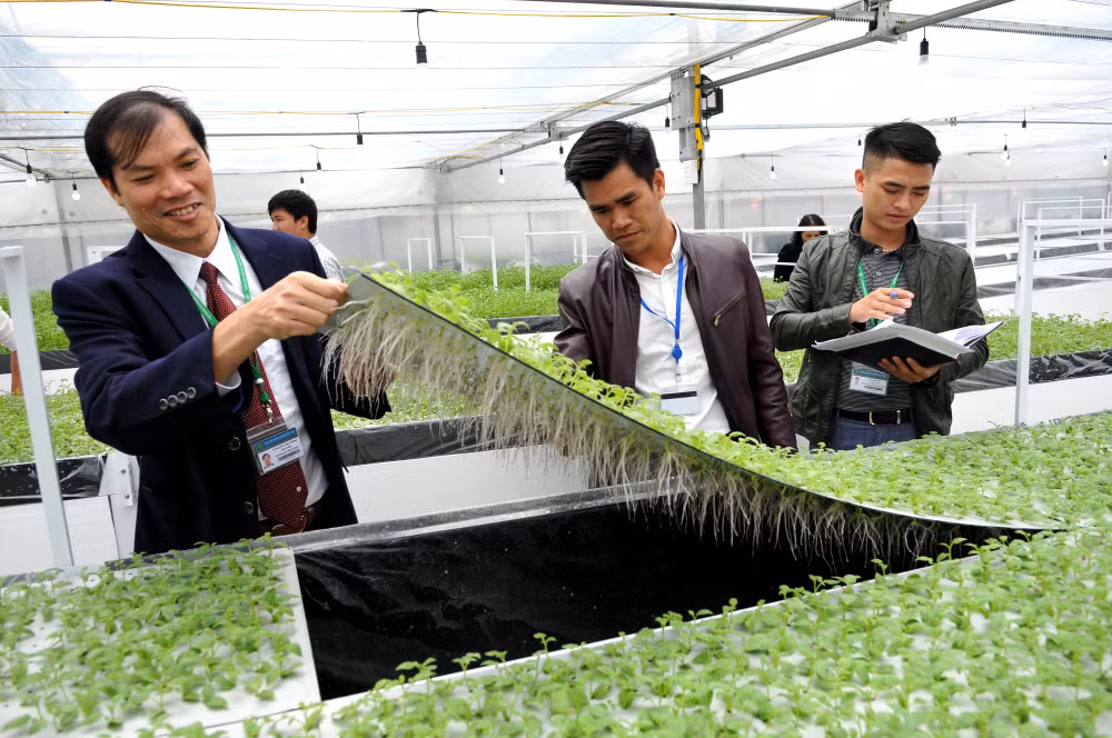 Mô hình nhân giống khoai tây sạch bệnh tại Viện Sinh học nông nghiệp, Học viện Nông nghiệp Việt Nam. Ảnh: Anh Sơn