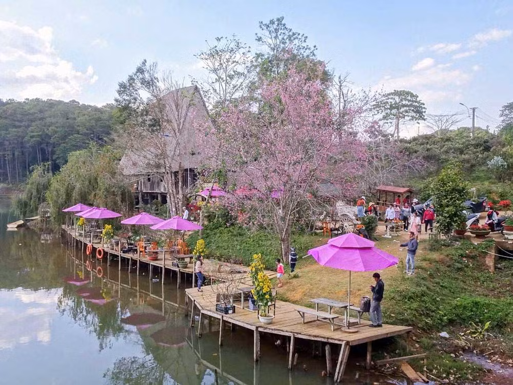 Hoa anh đào nở rộ tại hồ Đăk Ke, thị trấn Măng Đen, tỉnh Kon Tum.
