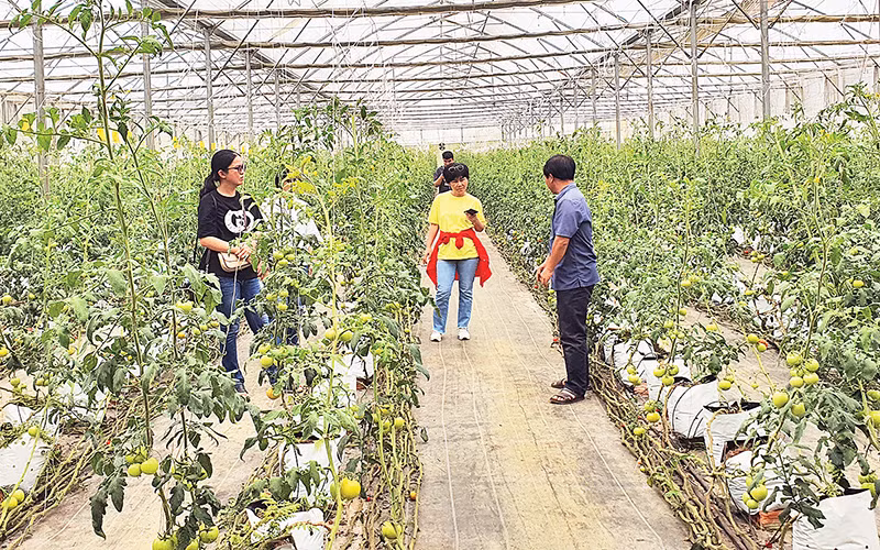 Du khách trải nghiệm du lịch nông nghiệp công nghệ cao tại Măng Đen.