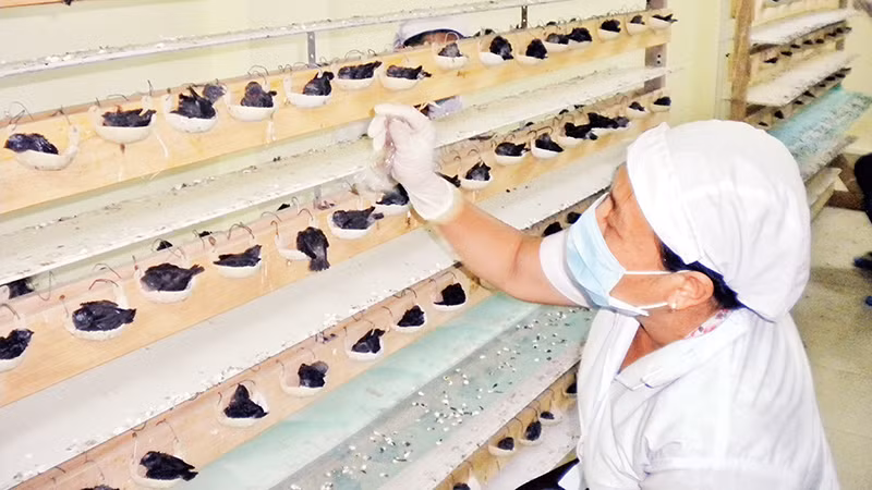 Mớm mồi cho chim yến non trong tổ nhân tạo.