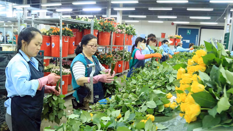 Sản xuất hoa công nghệ cao tại thành phố Đà Lạt, tỉnh Lâm Đồng.