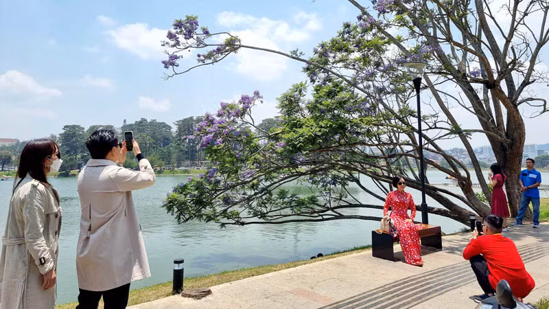 Đà Lạt mùa hoa phượng tím. Đà Lạt mùa hoa phượng tím.
