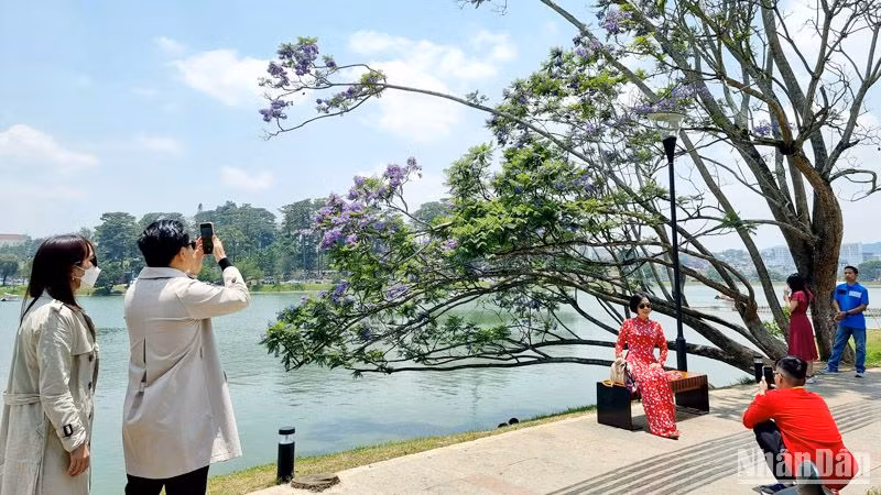 Đà Lạt mùa hoa phượng tím.
