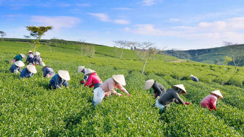 Bát ngát đồi chè ở huyện Bảo Lâm, tỉnh Lâm Đồng. Bát ngát đồi chè ở huyện Bảo Lâm, tỉnh Lâm Đồng.