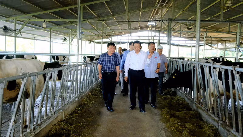 Đoàn công tác đến thăm mô hình chăn nuôi bò sữa của hộ gia đình tại xã Quảng Ngãi, huyện Cát Tiên. Đoàn công tác đến thăm mô hình chăn nuôi bò sữa của hộ gia đình tại xã Quảng Ngãi, huyện Cát Tiên.