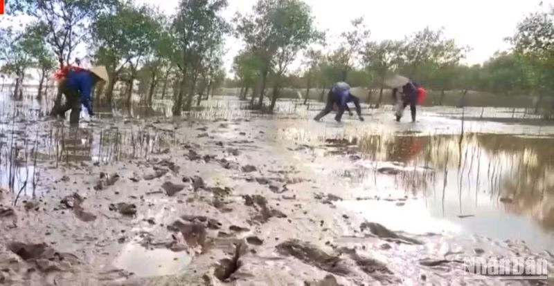 Phát triển sinh kế cho người dân huyện Tiền Hải dưới tán rừng ven biển.