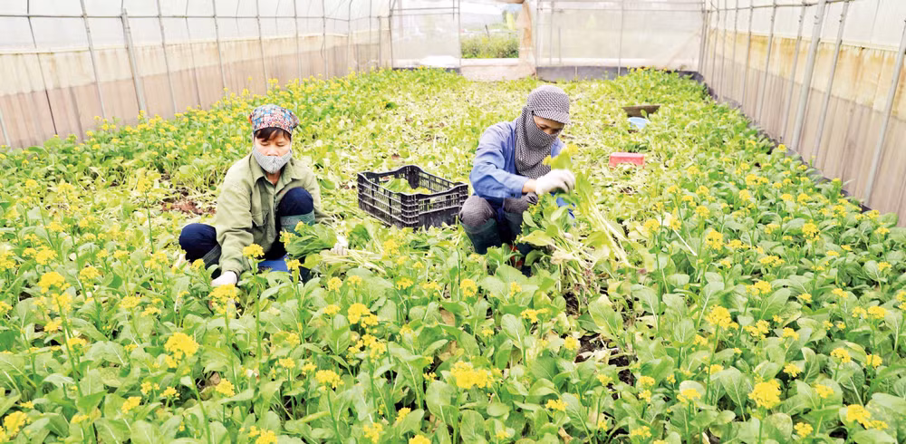 Thu hoạch rau tại Hợp tác xã rau hữu cơ Cuối Quý, xã Đan Phượng, huyện Đan Phượng. (Ảnh VŨ SINH)
