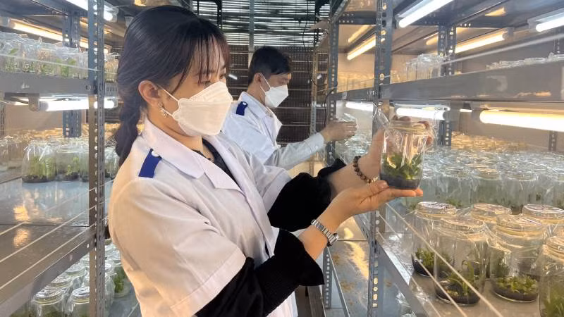 Sản xuất cây giống ứng dụng công nghệ cao tại Bến Tre.