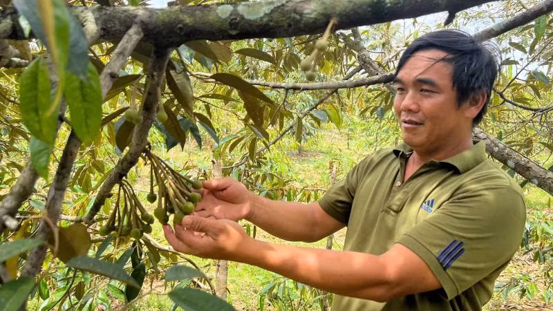 Ông Lê Thanh Tâm, ngụ xã Long Thới (huyện Chợ Lách) chăm sóc vườn sầu riêng trong mùa hạn mặn. (Ảnh: HOÀNG TRUNG)