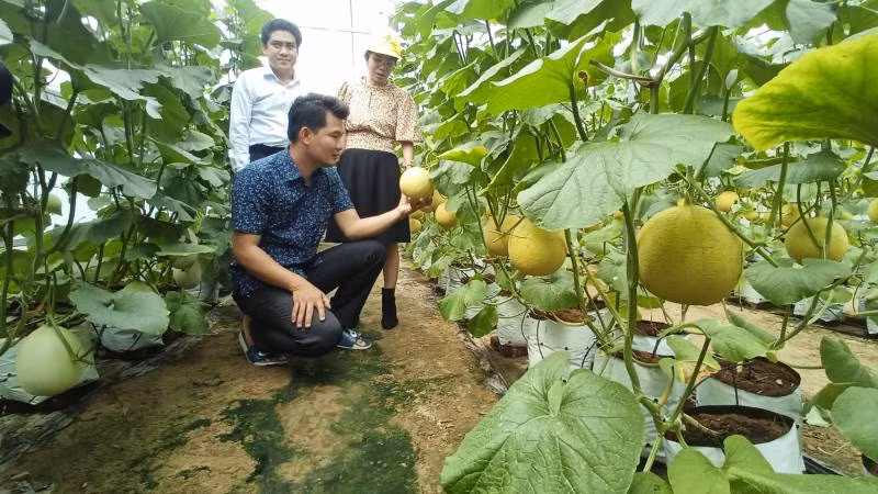 Mô hình trồng dưa lưới đạt hiệu quả kinh tế cao tại xã Châu Bình. (Ảnh: HOÀNG TRUNG) Mô hình trồng dưa lưới đạt hiệu quả kinh tế cao tại xã Châu Bình. (Ảnh: HOÀNG TRUNG)