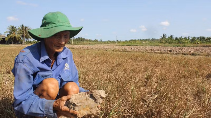 Xâm nhập mặn mùa khô 2020-2021 gây thiệt hại lớn cho nông dân trồng lúa tại tỉnh Bến Tre. Xâm nhập mặn mùa khô 2020-2021 gây thiệt hại lớn cho nông dân trồng lúa tại tỉnh Bến Tre.