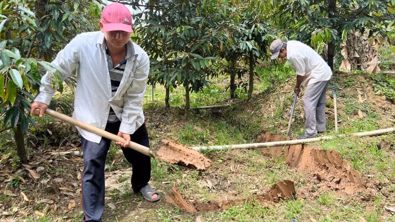 Gia đình ông Tâm thuê nhân công đào đất ngăn nước mặn tràn vào vườn sầu riêng. (Ảnh: HOÀNG TRUNG)