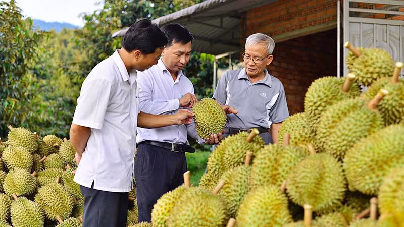 Một điểm thu mua sầu riêng tại tỉnh Lâm Đồng.