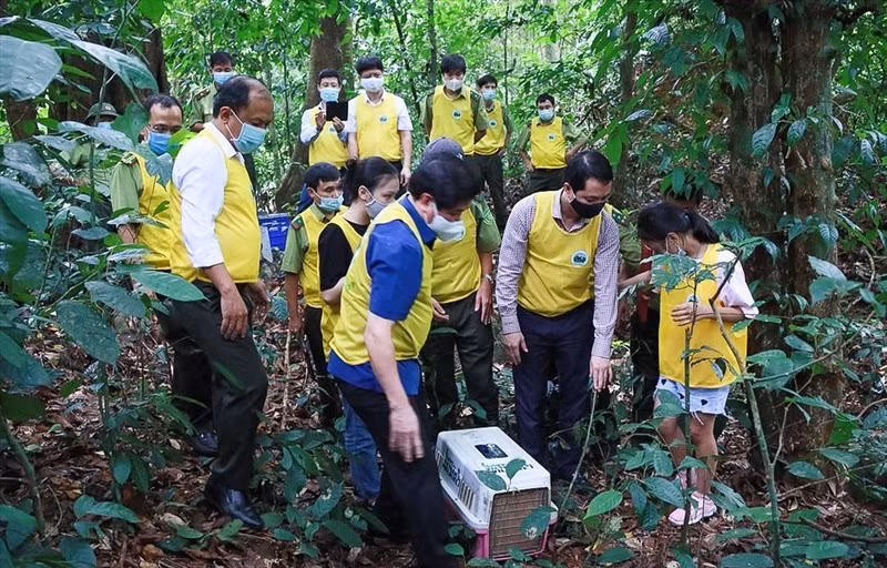 Hoạt động tái thả động vật hoang dã về rừng.