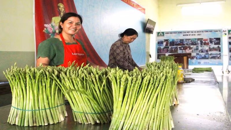 Sản phẩm măng tây xanh loại 1 được đóng thành kiện để vận chuyển, cung ứng cho khách hàng các tỉnh, thành phố trên cả nước.
