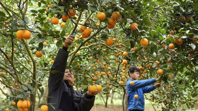 Mô hình vườn cam trải nghiệm của Hợp tác xã 3T Farm nông sản Cao Phong, Hòa Bình. (Ảnh: AN THÀNH ĐẠT)