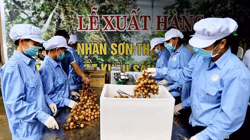 Đóng hộp nhãn Sơn Thủy (Kim Bôi) xuất khẩu sang thị trường châu Âu.