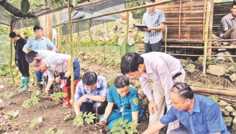 Cán bộ Sở Khoa học và Công nghệ tỉnh Bắc Kạn kiểm tra việc thu thập giống loài sâm mới phát hiện tại huyện Ba Bể. (Ảnh NGUYỄN HÙNG)