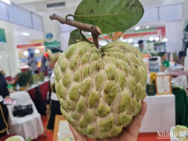 Việc đưa những giống na mới vào canh tác đã tạo ra những trái na rất lớn, có những quả nặng tới gần 1kg. Việc đưa những giống na mới vào canh tác đã tạo ra những trái na rất lớn, có những quả nặng tới gần 1kg.