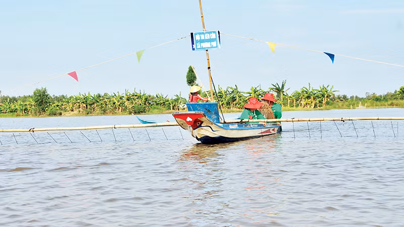 Nông dân tham gia hội thi kéo côn trên đồng nước.