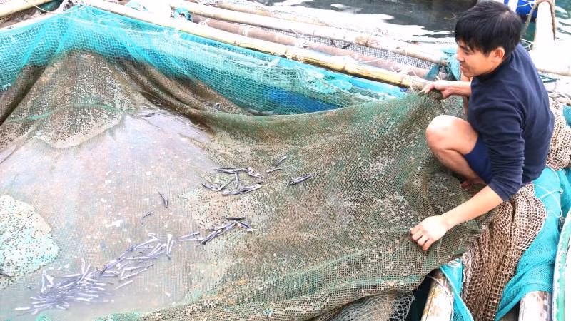 Không chỉ thiệt hại về kinh tế trước mắt mà người dân lo lắng về chất lượng nguồn nước biển ở Vũng Chùa-Đảo Yến ô nhiễm sẽ ảnh hưởng tới sự phát triển bền vững của nghề nuôi thủy sản trên biển. Không chỉ thiệt hại về kinh tế trước mắt mà người dân lo lắng về chất lượng nguồn nước biển ở Vũng Chùa-Đảo Yến ô nhiễm sẽ ảnh hưởng tới sự phát triển bền vững của nghề nuôi thủy sản trên biển.