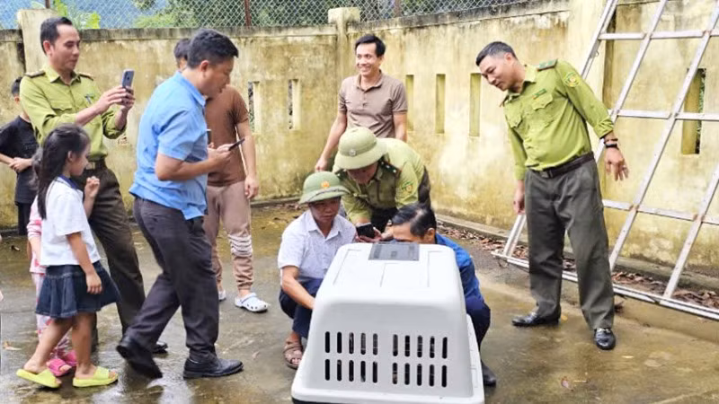 Cá thể voọc Hà Tĩnh bị lực lượng chức năng bắt để bảo đảm an toàn cho khu dân cư và bảo vệ động vật hoang dã.