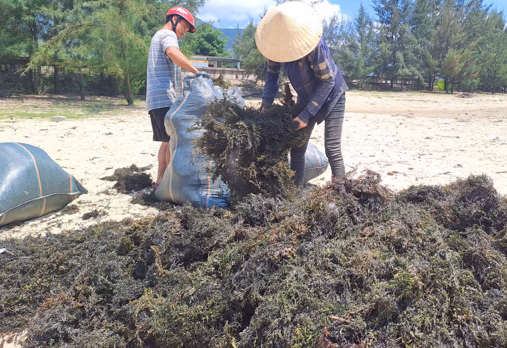Người dân phơi rong mơ ngay trên bãi biển để bán cho thương lái. Người dân phơi rong mơ ngay trên bãi biển để bán cho thương lái.