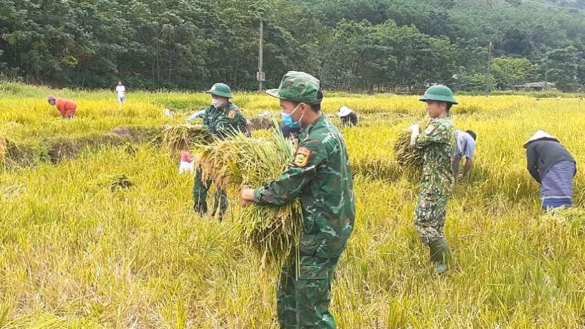 Bộ đội biên phòng Quảng Bình giúp đồng bào dân tộc thiểu số thu hoạch lúa nước. Bộ đội biên phòng Quảng Bình giúp đồng bào dân tộc thiểu số thu hoạch lúa nước.