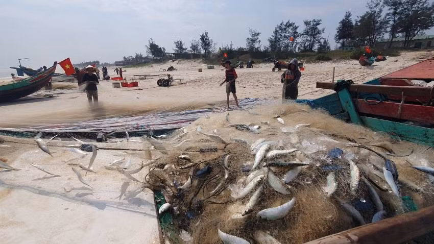 Chỉ vài giờ ra khơi, lưới của ngư dân ở xã Hải Ninh, huyện Quảng Ninh đầy cá trích. (Ảnh: Hương Giang)