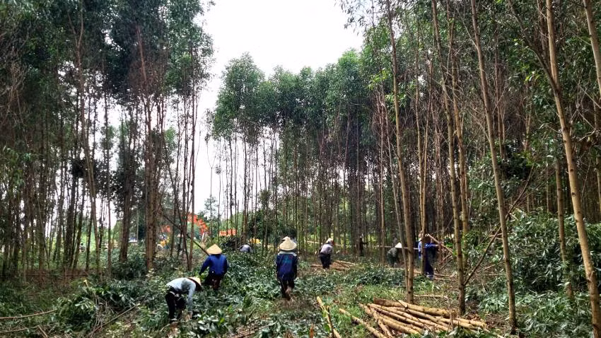 Nhân công do Ban Cưỡng chế thu hồi đất huyện Lệ Thủy huy động để thu hoạch nhanh diện tích rừng trồng của bà Nguyệt để giải phóng mặt bằng cho dự án cao tốc. Nhân công do Ban Cưỡng chế thu hồi đất huyện Lệ Thủy huy động để thu hoạch nhanh diện tích rừng trồng của bà Nguyệt để giải phóng mặt bằng cho dự án cao tốc.