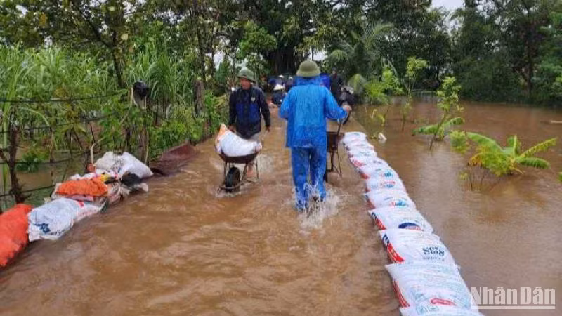 Dồn sức chống ngập úng cho 75ha lúa, hoa màu xã Xuân Hòa, huyện Vũ Thư (tỉnh Thái Bình) trong cơn bão số 3 vừa qua.