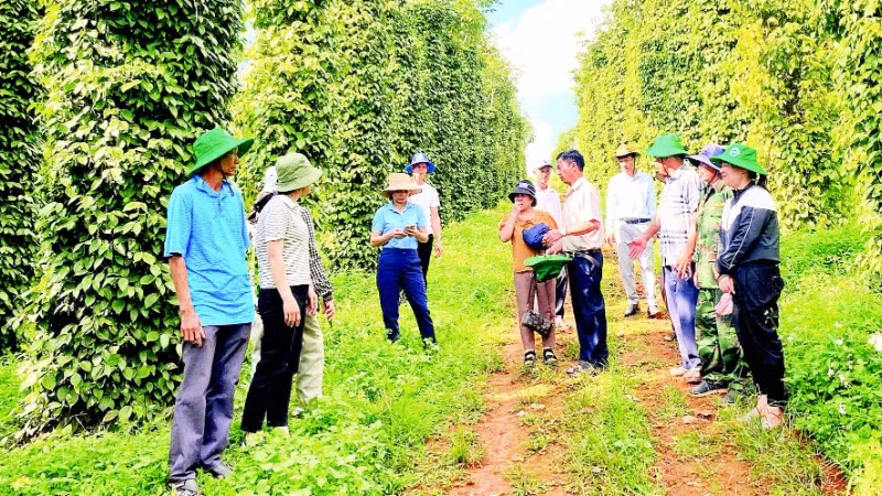 Sản xuất hồ tiêu đạt quy trình chứng nhận, nâng cao giá trị, bảo vệ môi trường, bảo đảm sức khỏe người sản xuất.
