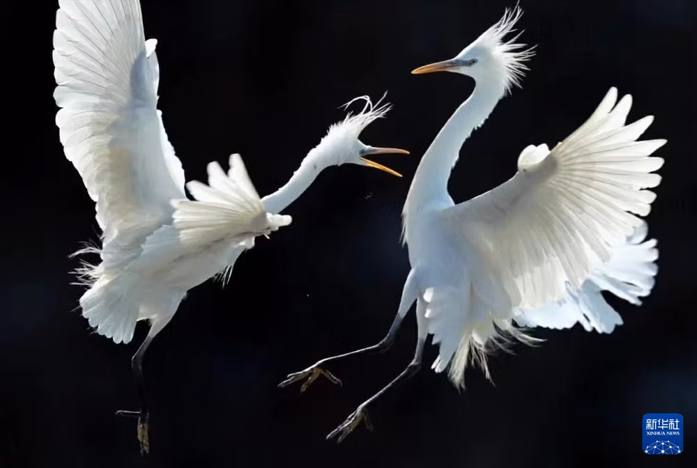 Cò trắng Trung Quốc-một loài chim trong họ Diệc ở đảo Rắn, thành phố Đại Liên, tỉnh Liêu Ninh. (Ảnh: Tân Hoa Xã) Cò trắng Trung Quốc-một loài chim trong họ Diệc ở đảo Rắn, thành phố Đại Liên, tỉnh Liêu Ninh. (Ảnh: Tân Hoa Xã)