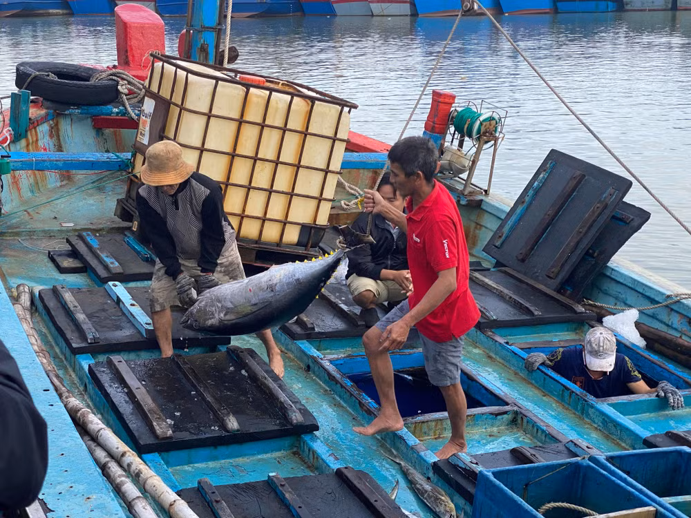 Tàu cá PY 95345 TS của ông Phạm Lộc đang bốc dỡ cá ngừ tại cảng cá Phú Lạc, ngày 14/2 (mùng 5 Tết Giáp Thìn 2024).