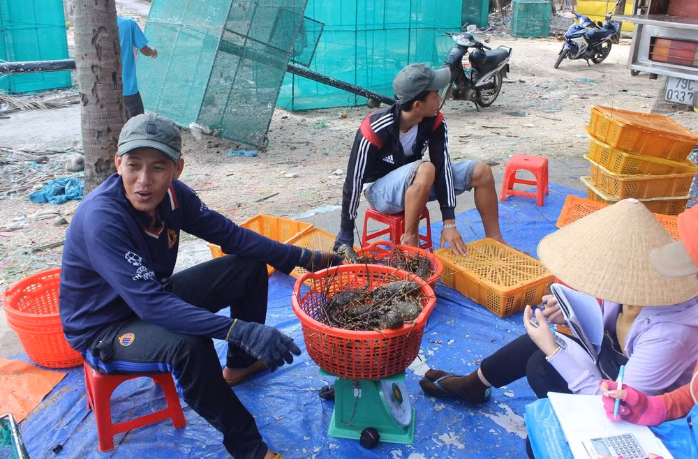 Giá tôm hùm xanh ổn định 780.000 đ/kg người nuôi tôm xã Xuân Thịnh có lãi cao.