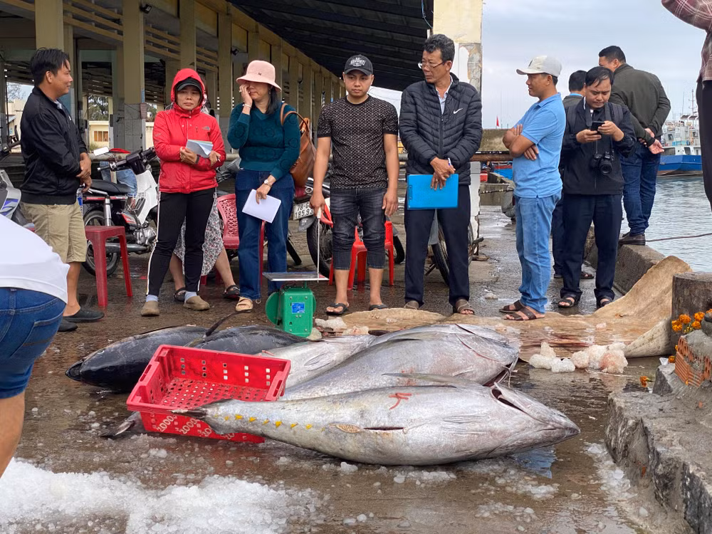 Cá ngừ đại dương được các chủ vựa thu mua ngay sau khi bốc dỡ lên bờ. Cá ngừ đại dương được các chủ vựa thu mua ngay sau khi bốc dỡ lên bờ.