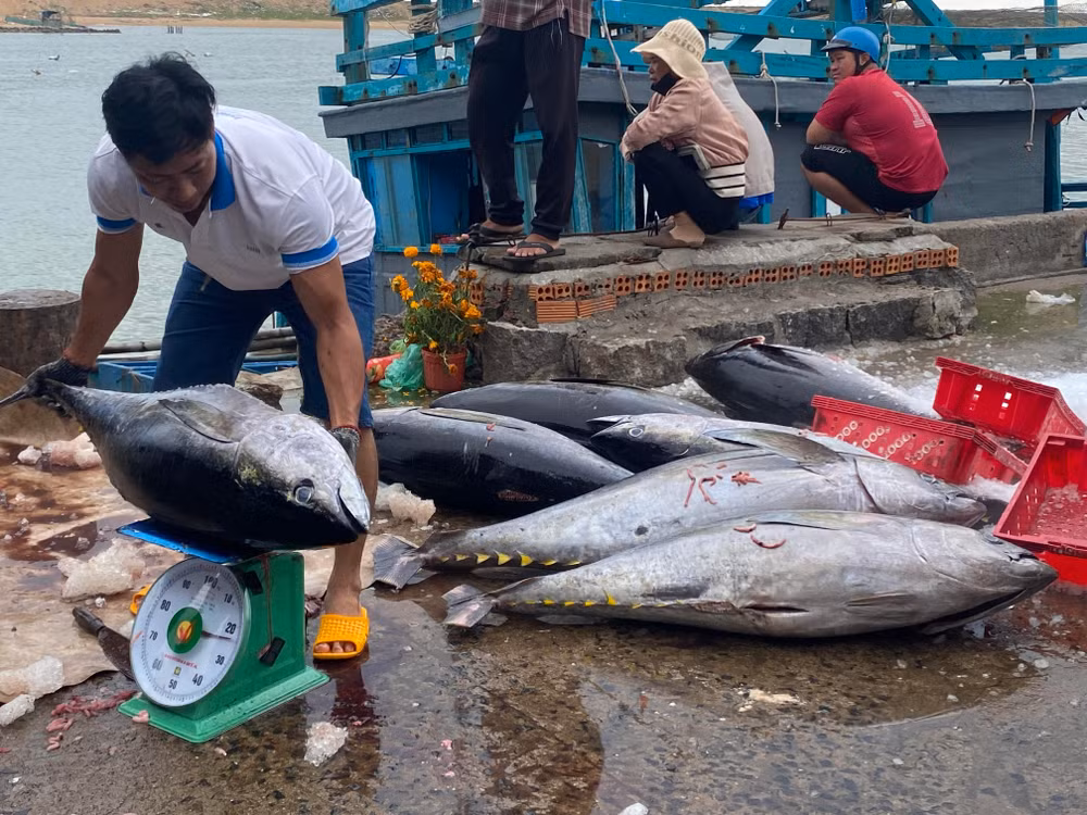 Mỗi con cá ngừ đại dương nặng từ 50-70 kg được các ngư dân Phú Yên khai thác được trong chuyến biển đầu năm. Mỗi con cá ngừ đại dương nặng từ 50-70 kg được các ngư dân Phú Yên khai thác được trong chuyến biển đầu năm.
