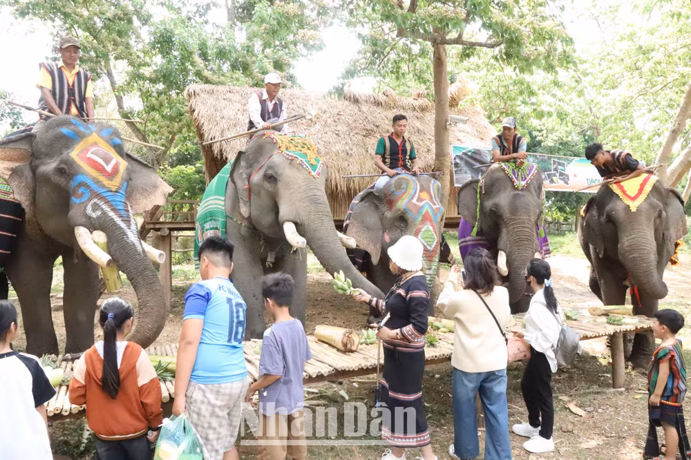 Du lịch thân thiện với voi là hướng đi đúng, góp phần bảo tồn đàn voi nhà ở Đắk Lắk và hợp với xu thế du lịch nhân văn.