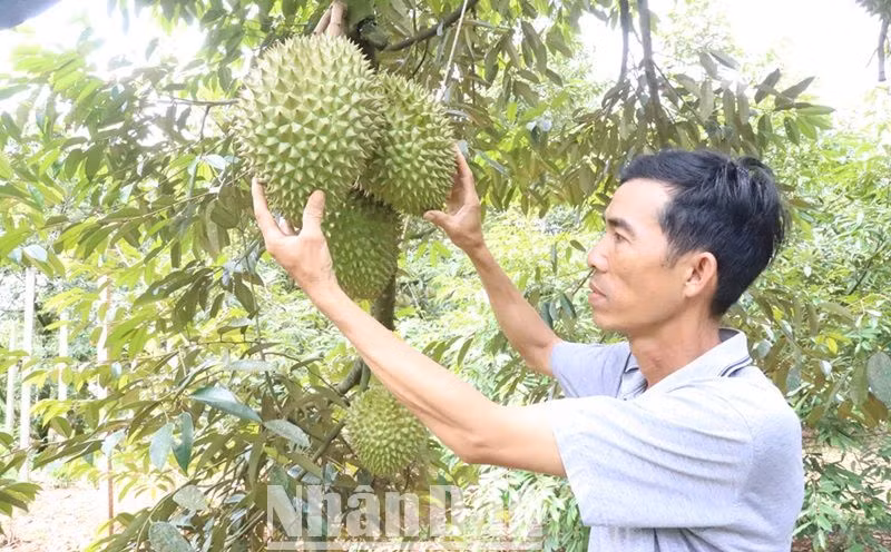 Với khí hậu, thổ nhưỡng thích hợp và các giống sầu riêng mới, chất lượng tốt, mùi vị thơm, ngon như: Ri6, Dona, được thị trường trong và ngoài nước ưa chuộng. Với khí hậu, thổ nhưỡng thích hợp và các giống sầu riêng mới, chất lượng tốt, mùi vị thơm, ngon như: Ri6, Dona, được thị trường trong và ngoài nước ưa chuộng.