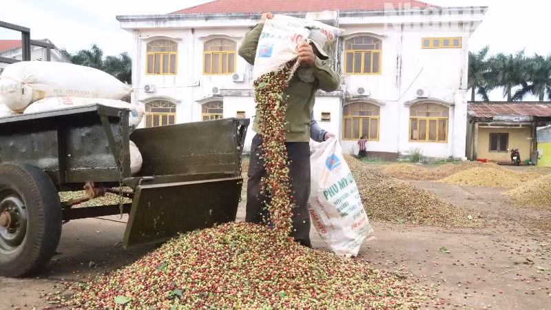 Tỉnh Đắk Lắk đứng đầu cả nước về diện tích cũng như sản lượng cà-phê.