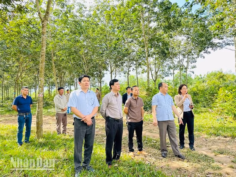 Lãnh đạo huyện Krông Pắc kiểm tra, giám sát các đơn vị thi công giải phóng mặt bằng thông tuyến cao tốc Khánh Hòa-Buôn Ma Thuột đoạn qua địa bàn huyện.