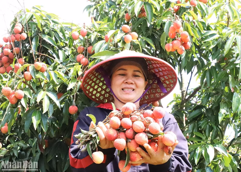 Chị Lê Thị Hải ở thôn 10, xã Ea Sar, huyện Ea Kar, tỉnh Đắk Lắk vui mừng vì năm nay vải vừa được mùa, được giá.