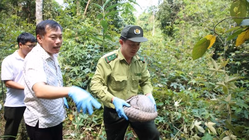 Thả Tê Tê về với tự nhiên. Thả Tê Tê về với tự nhiên.