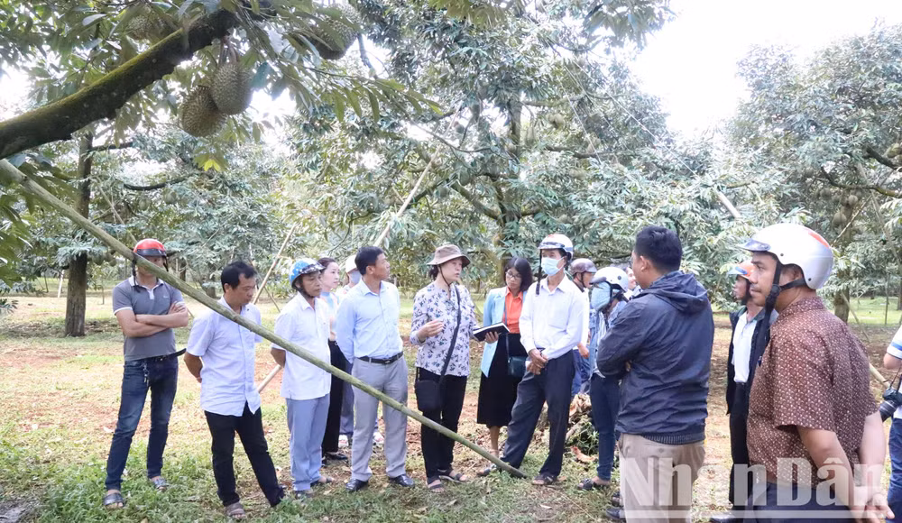 Các cơ quan chức năng tuyên truyền, phổ biến các quy định của pháp luật có liên quan đến hoạt động quản lý, sử dụng mã số vùng trồng, mã số cơ sở đóng gói và thu mua, xuất khẩu sầu riêng cho nông dân.