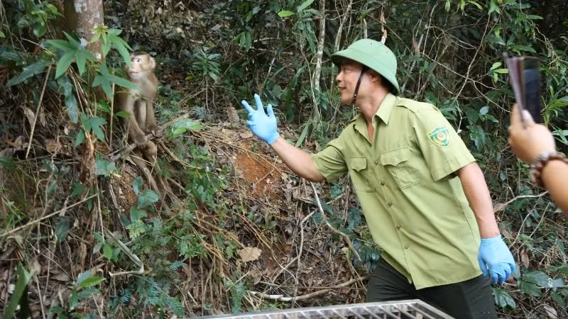Chào cá thể khỉ trước khi về với tự nhiên. Chào cá thể khỉ trước khi về với tự nhiên.